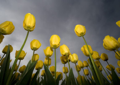 Low Angle Tulips Best Background Full HD1920x1080p, 1280x720p, - HD Wallpapers Backgrounds Desktop, iphone & Android Free Download